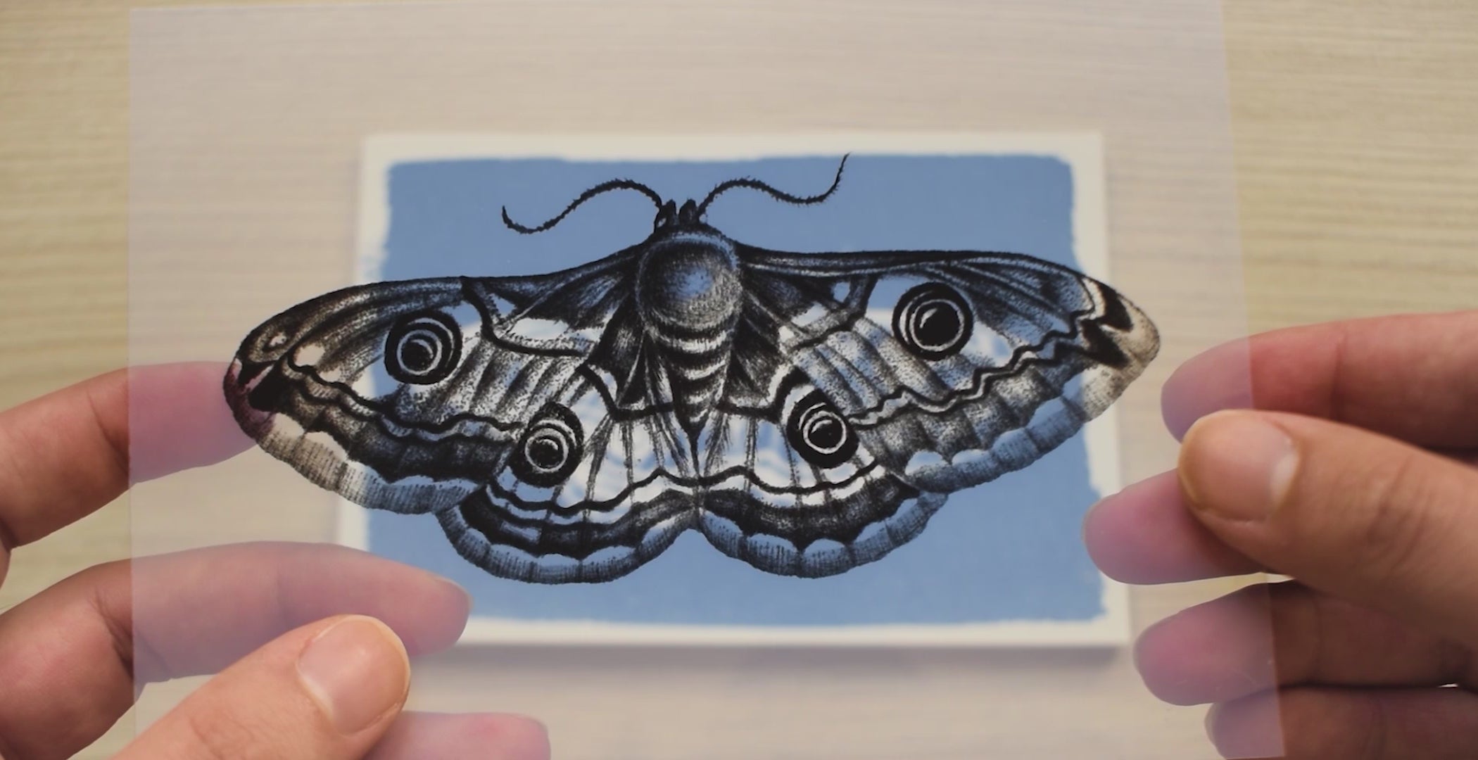 moths cyanotype stencils