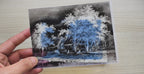 landscapes cyanotype stencils