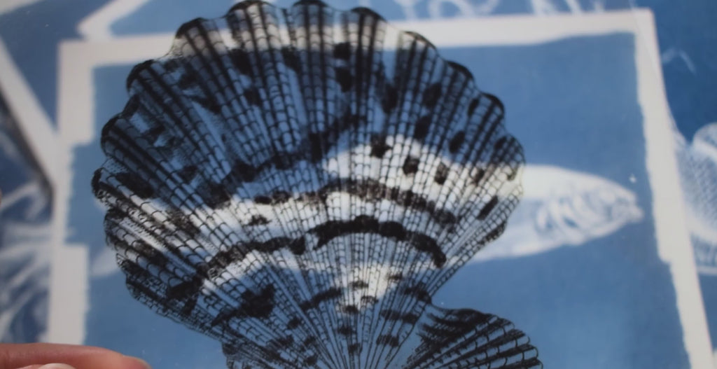 sea animals cyanotype stencils for solar printing