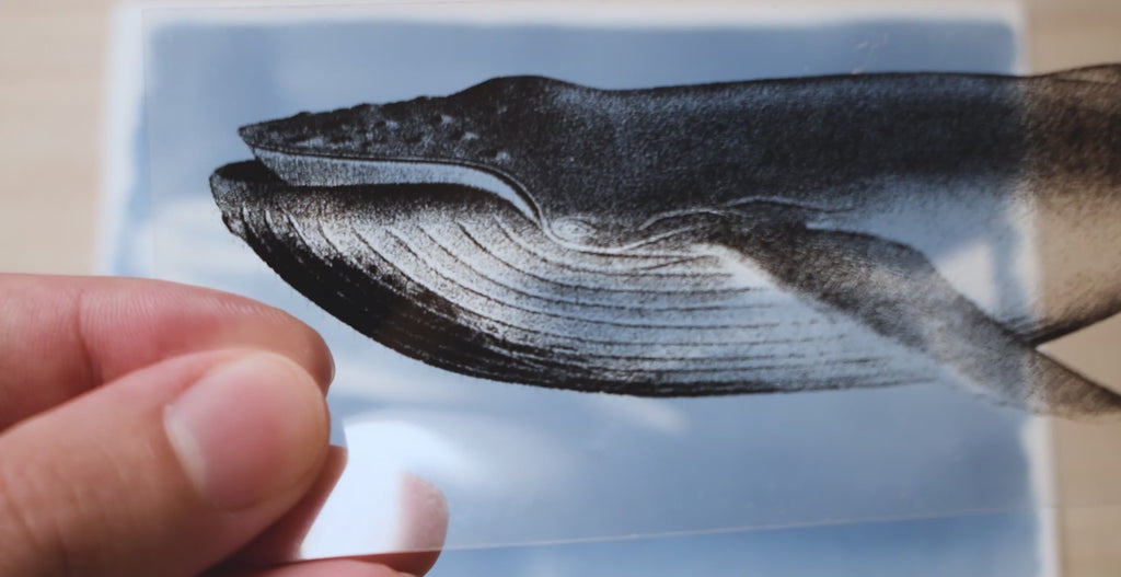 whales cyanotype stencils