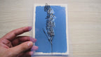 minimalist flower cyanotype stencils