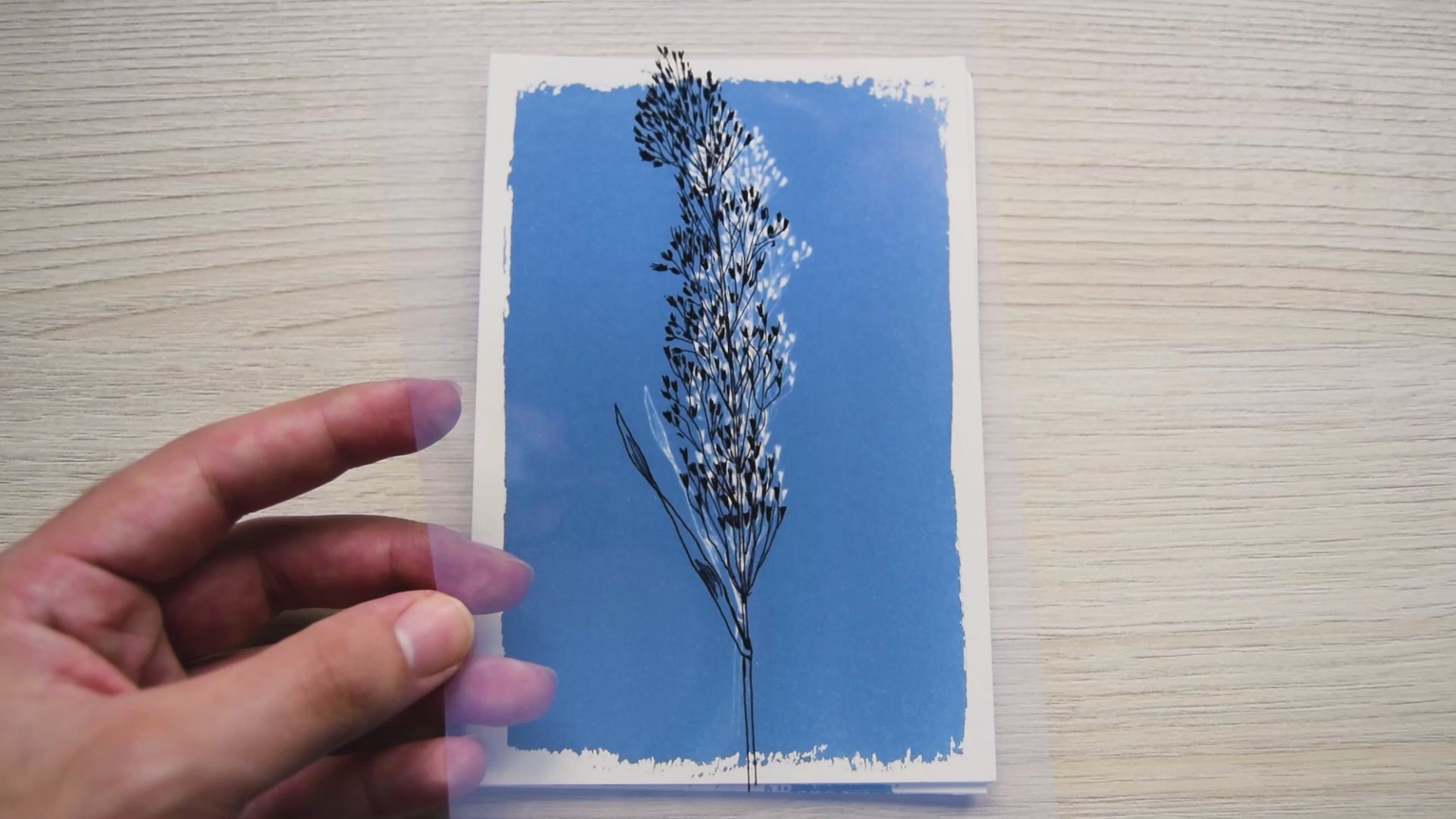 minimalist flower cyanotype stencils