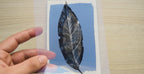 Pressed Leaf Cyanotype stencils