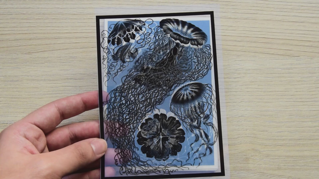 cyanotype stencils of Ernst Haeckel paintings