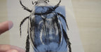 beetles cyanotype stencils