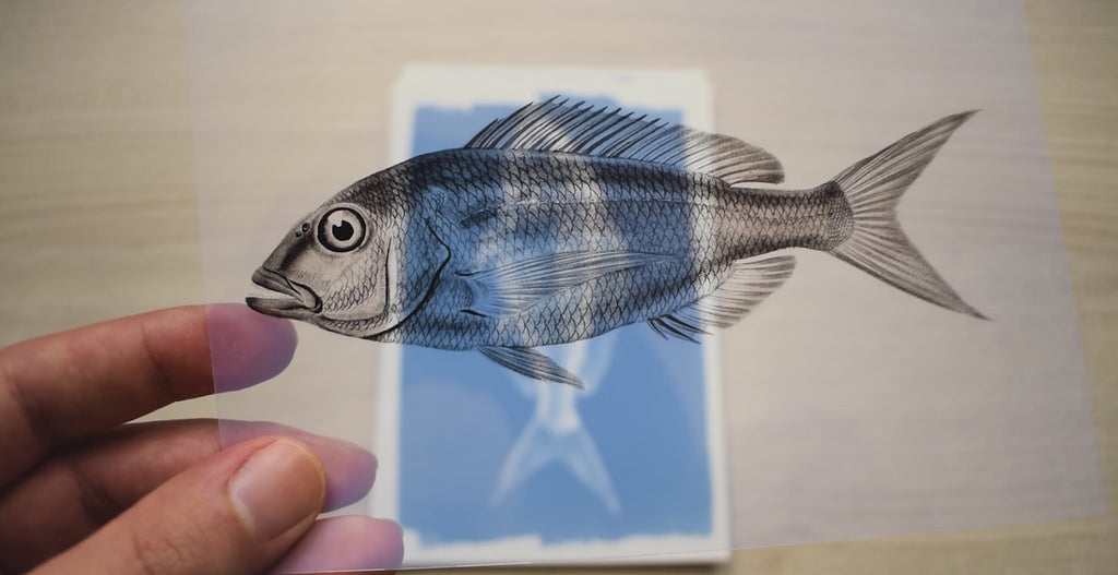 fish cyanotype stencils