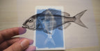 fish cyanotype stencils