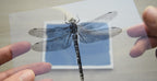 Dragonflies Cyanotype Stencils