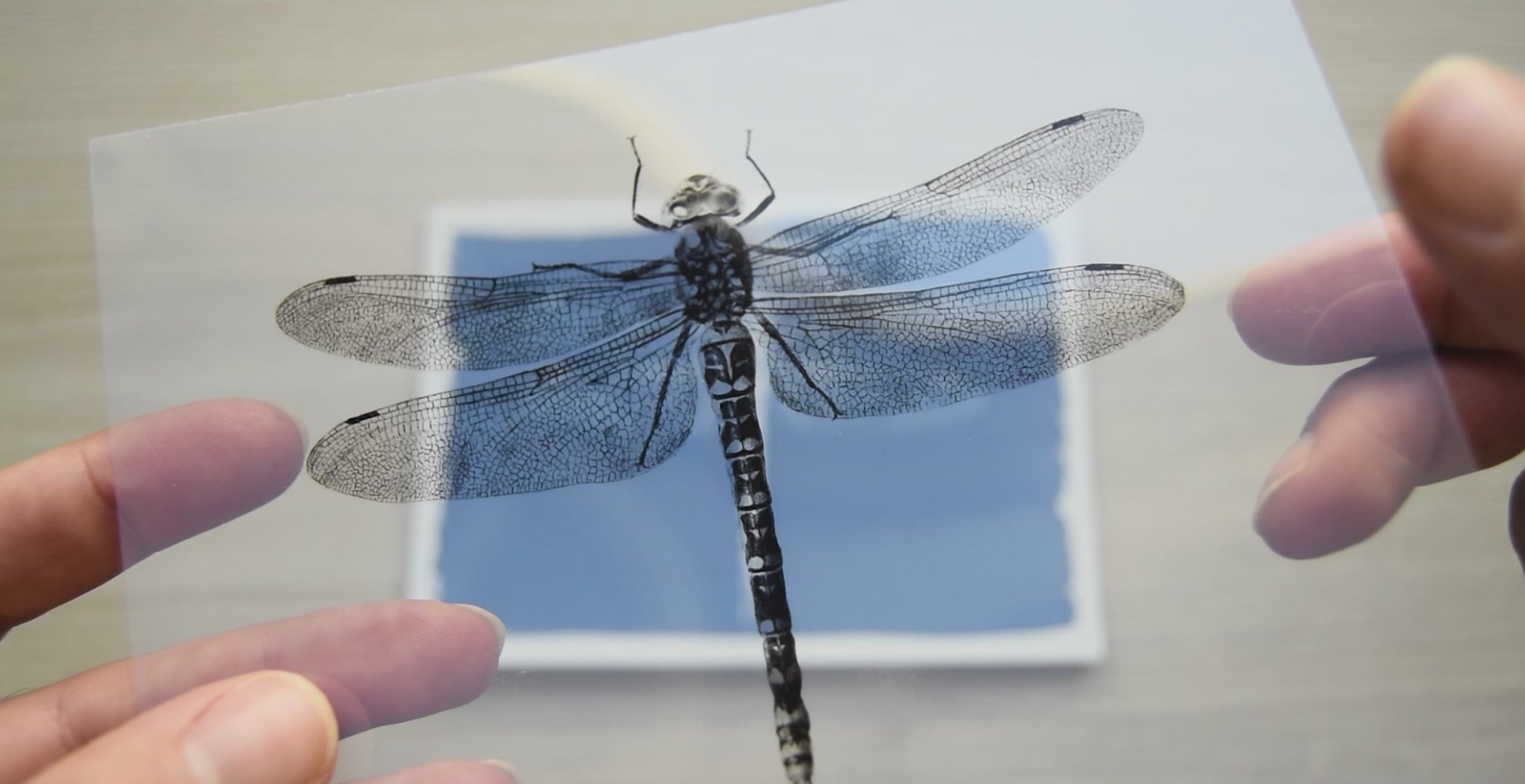 Dragonflies Cyanotype Stencils