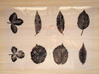 realistic Pressed Leaf Cyanotype prints