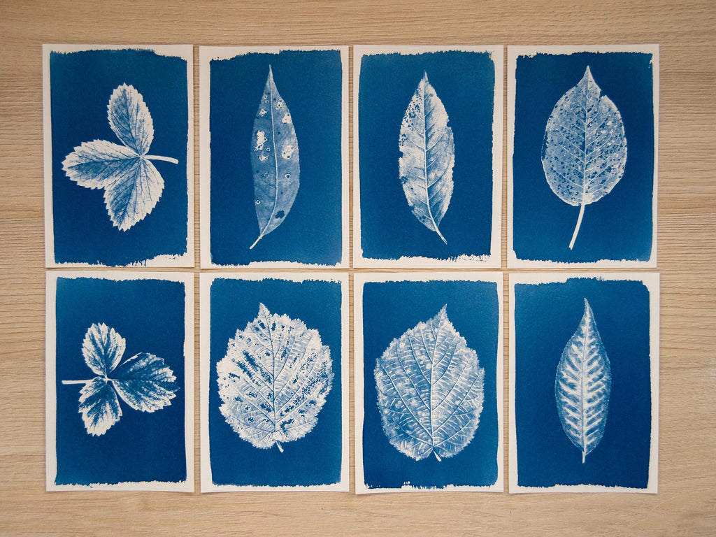 realistic Pressed Leaf Cyanotype stencils