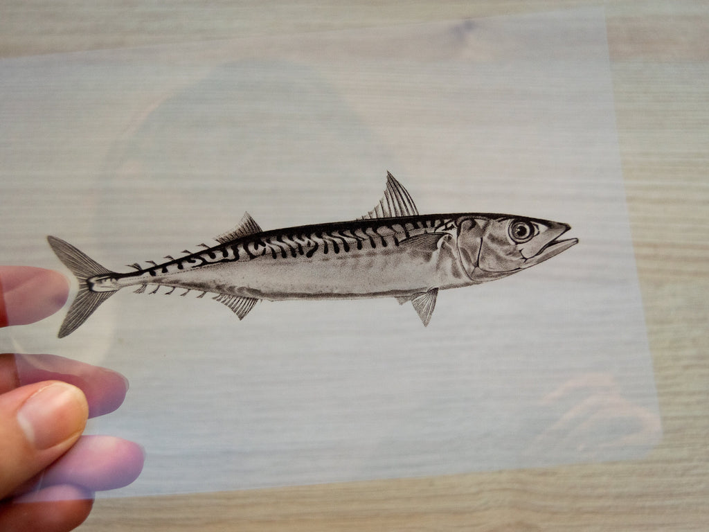 sardine stencil for cyanotype