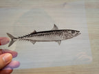 sardine stencil for cyanotype