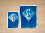 sea animal cyanotype print