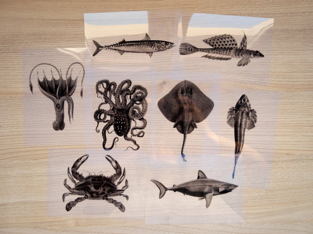 sea animal cyanotype stencils