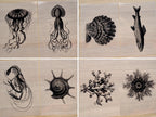 sea animals craft ideas for cyanotype