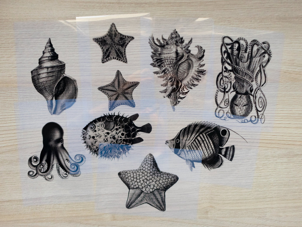 sea animals cyanotype stencils
