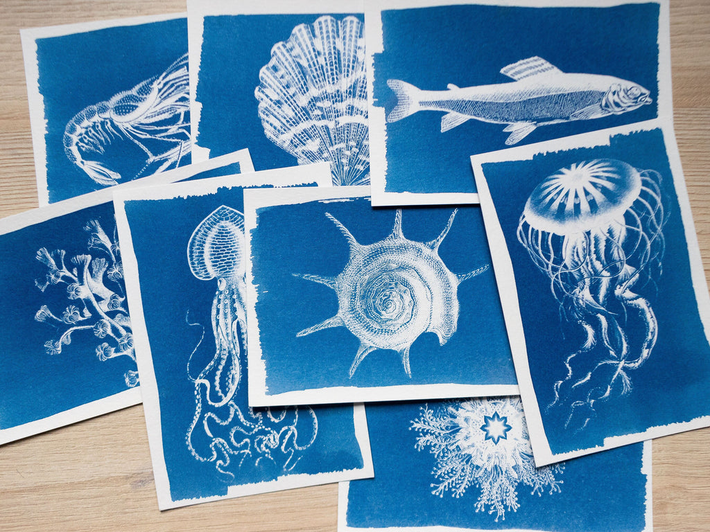 sea animals cyanotype stencils for solar printing