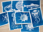 sea animals cyanotype stencils for solar printing