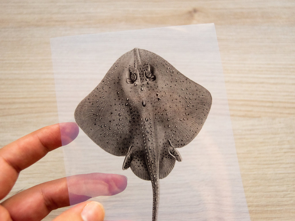 sea animals stencils for cyanotype crafts