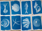 sea creatures cyanotype art