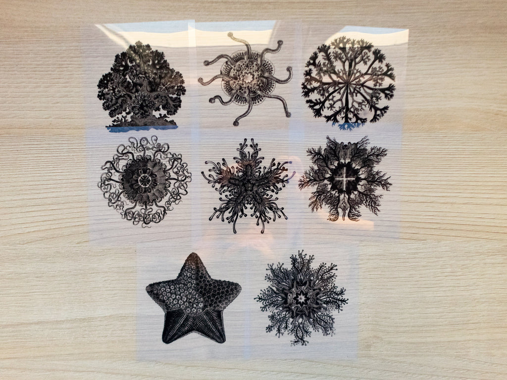sea creatures cyanotype negatives
