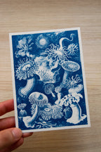 sea creatures cyanotype print