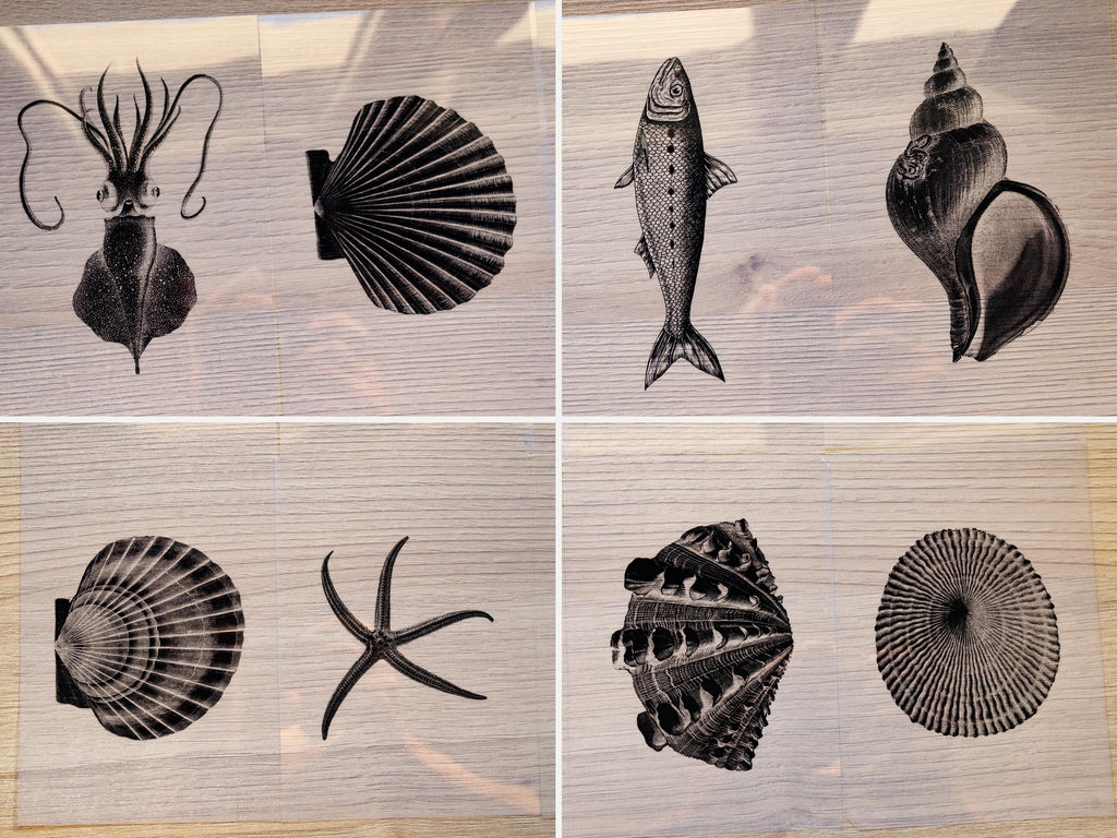 sea creatures cyanotype stencils