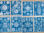 sea creatures diy cyanotype prints