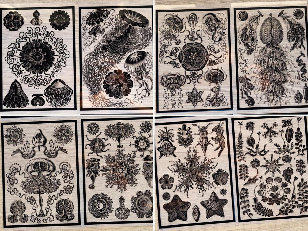 sea creatures diy cyanotype stencils