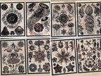 sea creatures diy cyanotype stencils