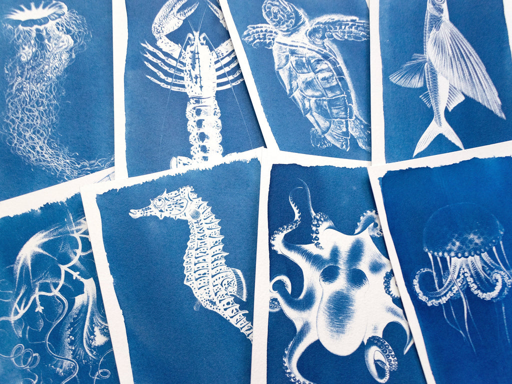sea horse cyanotype print