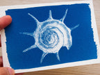 sea shell cyanotype print
