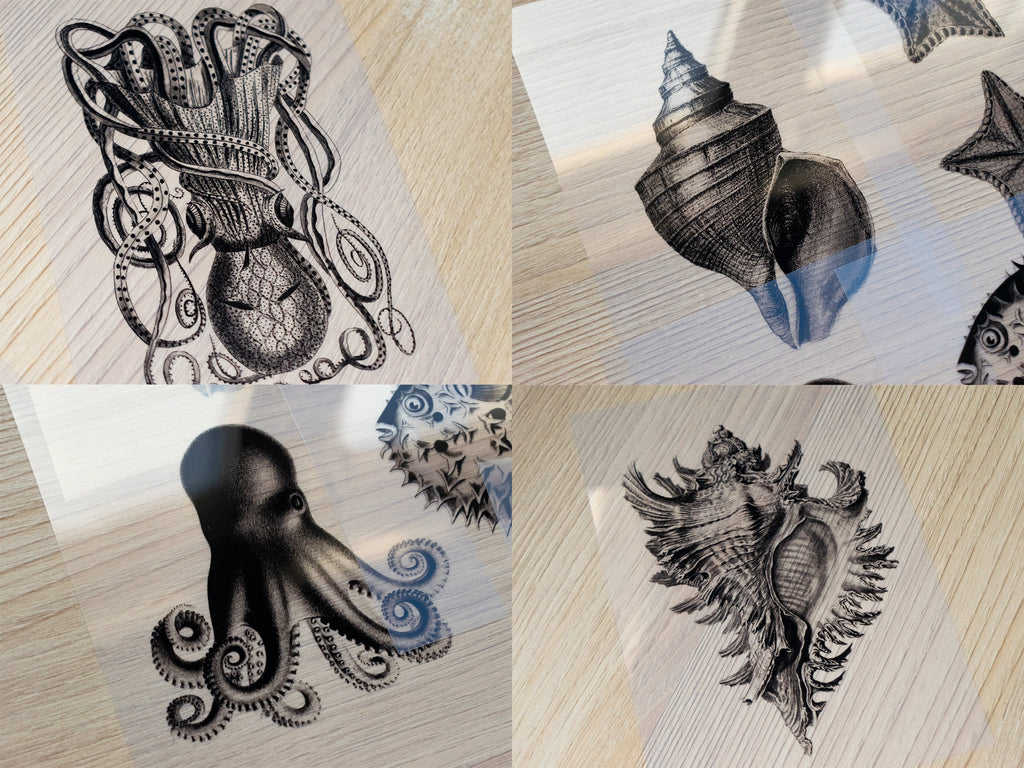 sea shell cyanotype stencils for solar printing