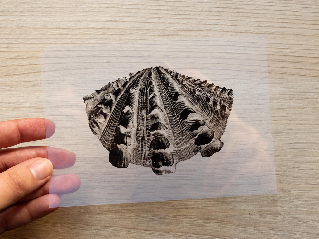 sea shell negative for cyanotype