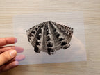 sea shell negative for cyanotype