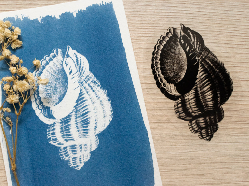 sea shell negative for solar printing