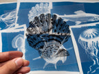 sea shell solar printing print