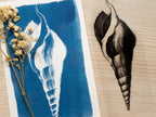 sea shell stencil for cyanotype printing