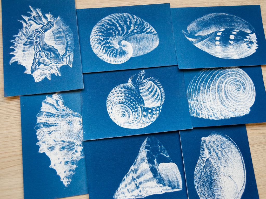 sea shells cyanotype prints