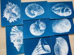 sea shells cyanotype prints