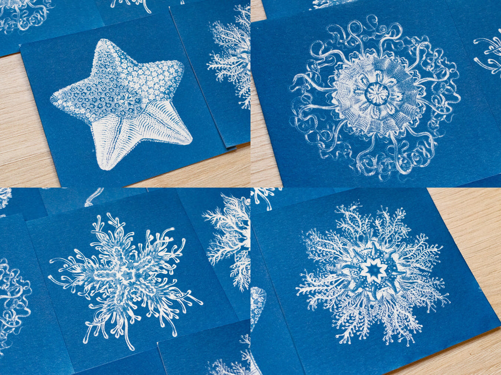 sea star cyanotype print