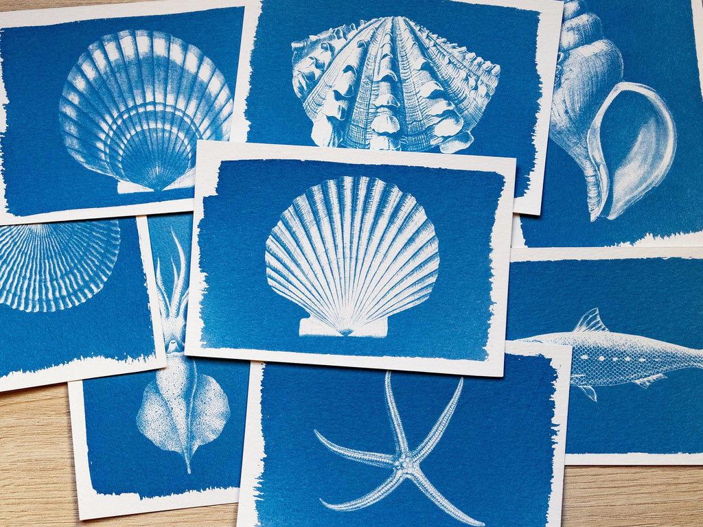 shell animals cyanotype prints