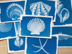shell animals cyanotype prints