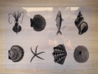 Sea Animals Cyanotype Stencil Set #5