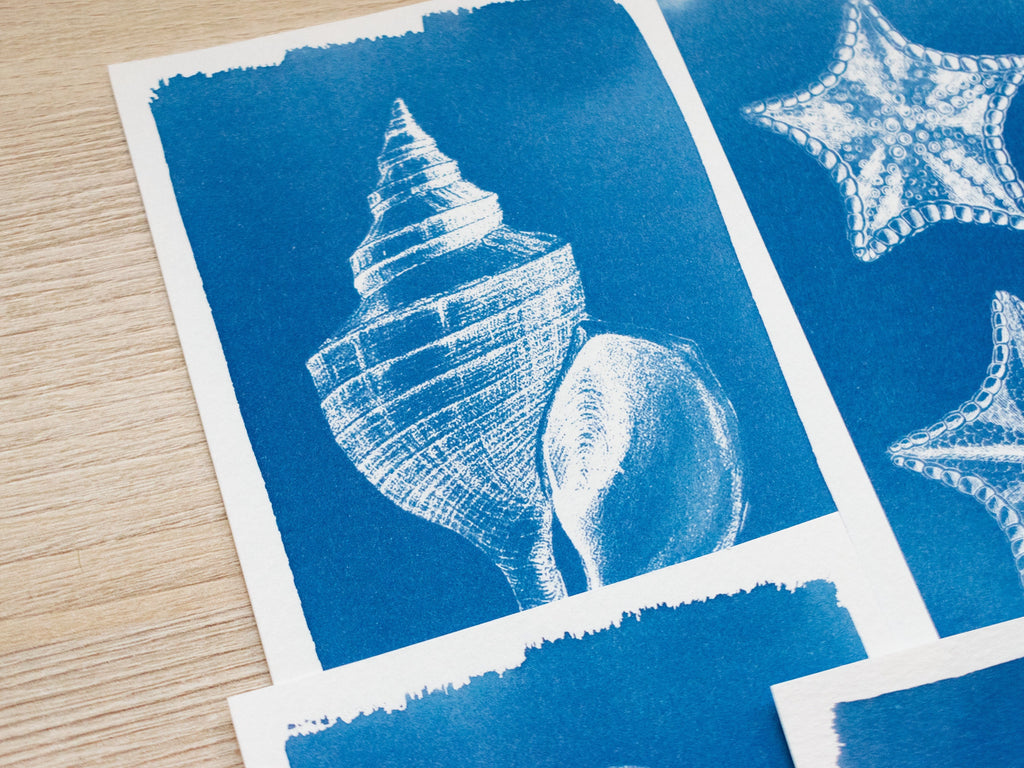 shell cyanotype art