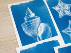 shell cyanotype art