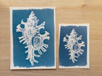 shell cyanotype print