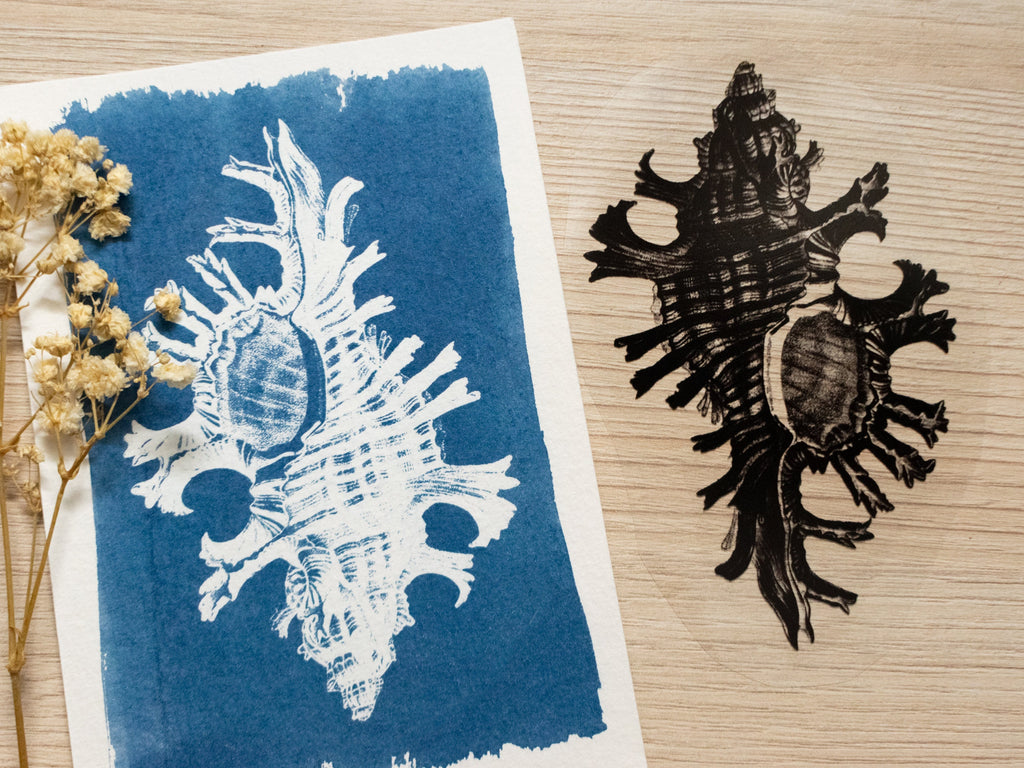 shell cyanotype print and stencil