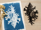 shell cyanotype print and stencil